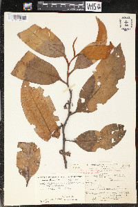 Otoba gordoniifolia image