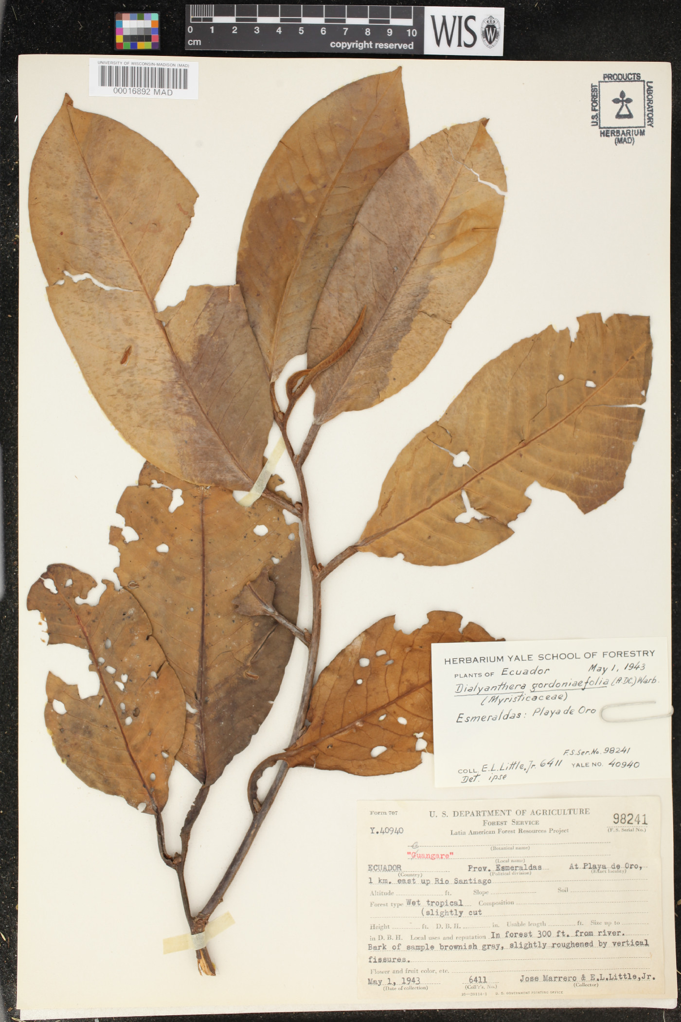 Otoba gordoniifolia image