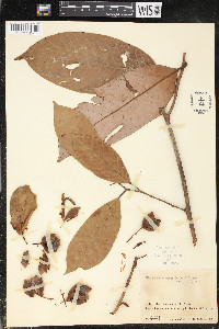 Otoba novogranatensis image