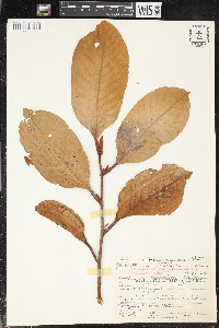 Otoba novogranatensis image