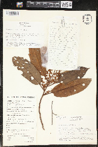 Otoba parvifolia image