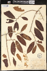 Iryanthera juruensis image