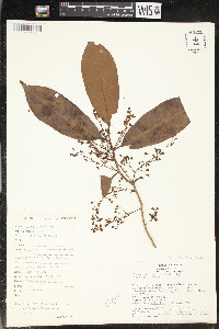 Iryanthera laevis image