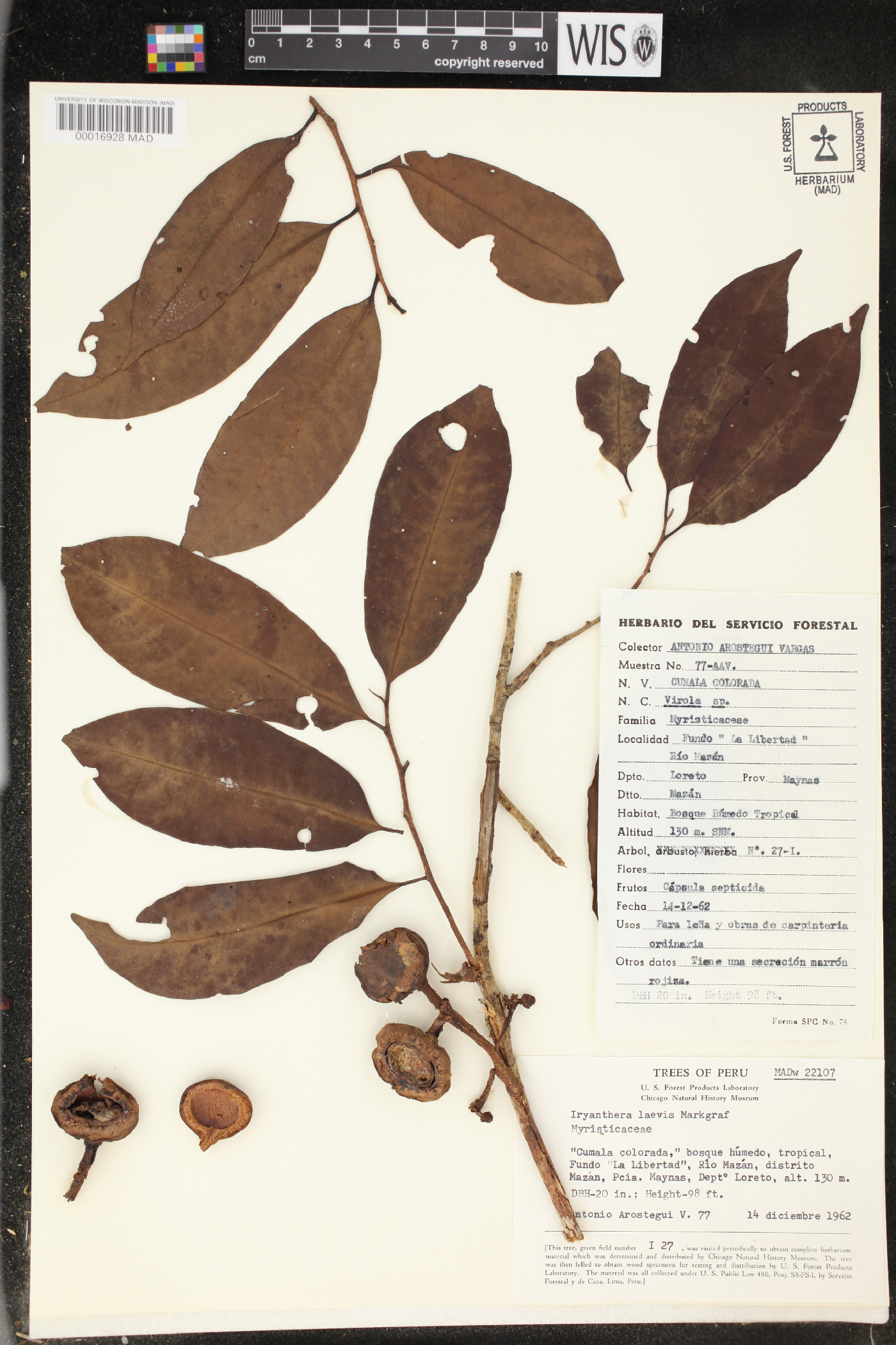 Iryanthera laevis image