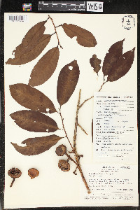 Iryanthera laevis image