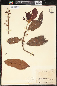 Iryanthera ulei image