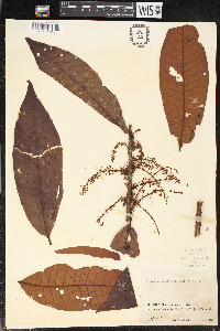 Iryanthera ulei image