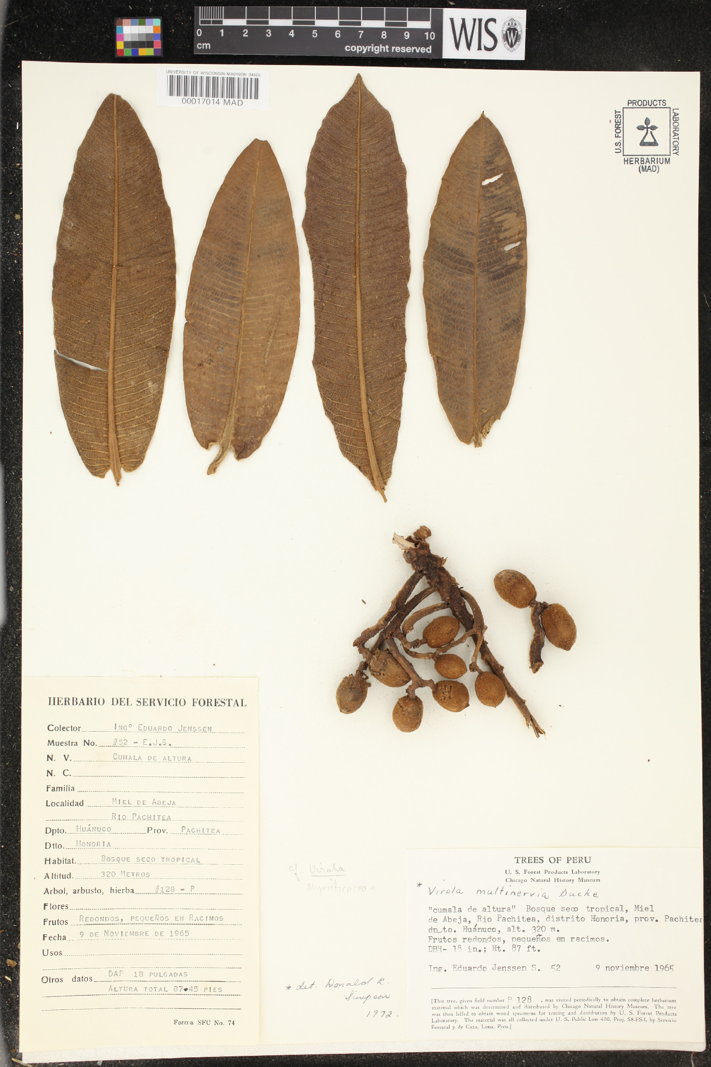 Virola multinervia image