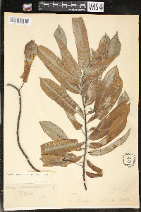 Virola surinamensis image