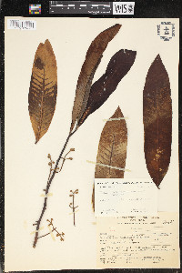 Virola surinamensis image