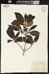 Siparuna glycycarpa image