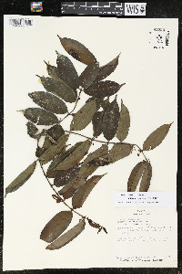 Siparuna guianensis image