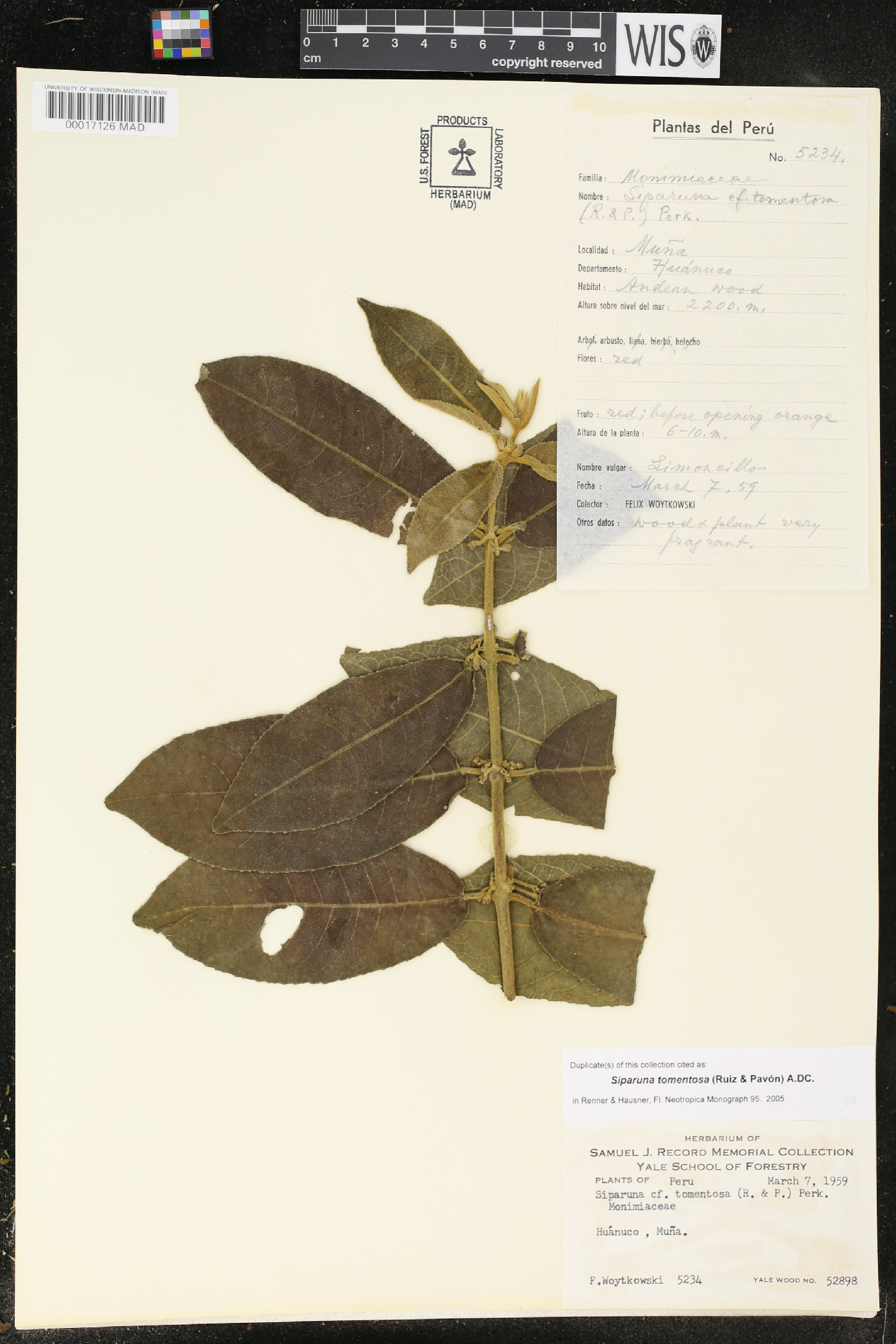 Siparuna tomentosa image