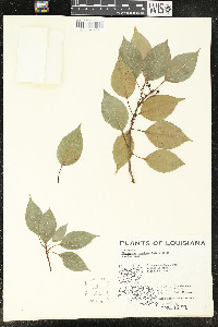Cinnamomum camphora image