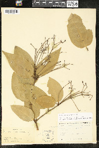 Cinnamomum verum image