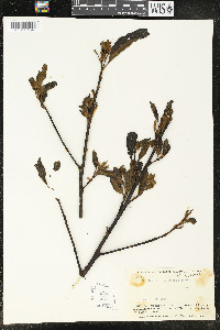 Endlicheria paniculata image