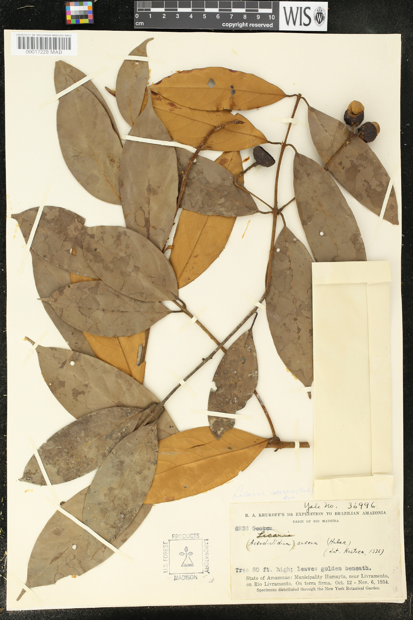 Licaria aurea image