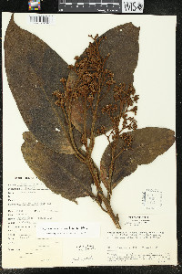 Ocotea arnottiana image