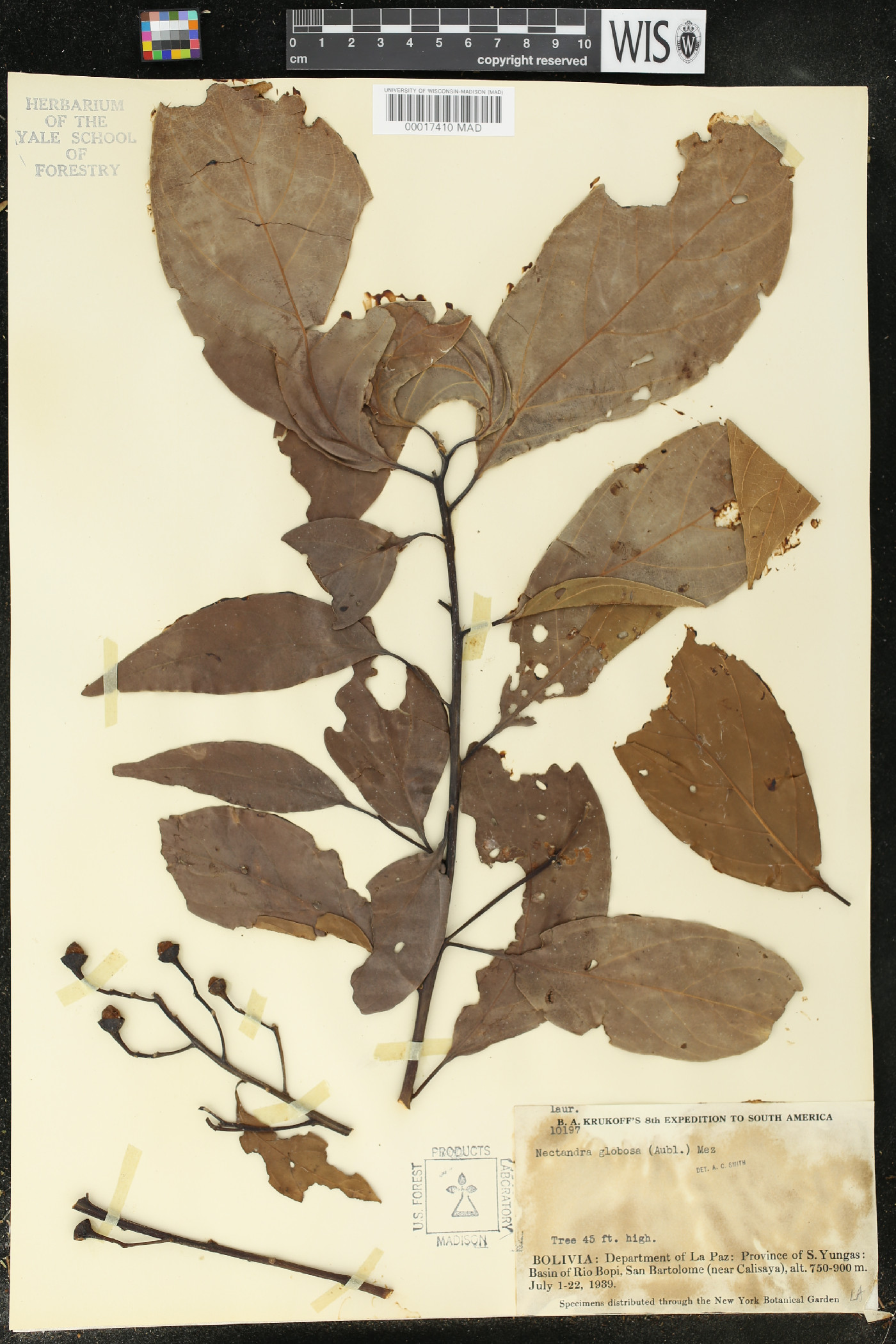 Nectandra globosa image
