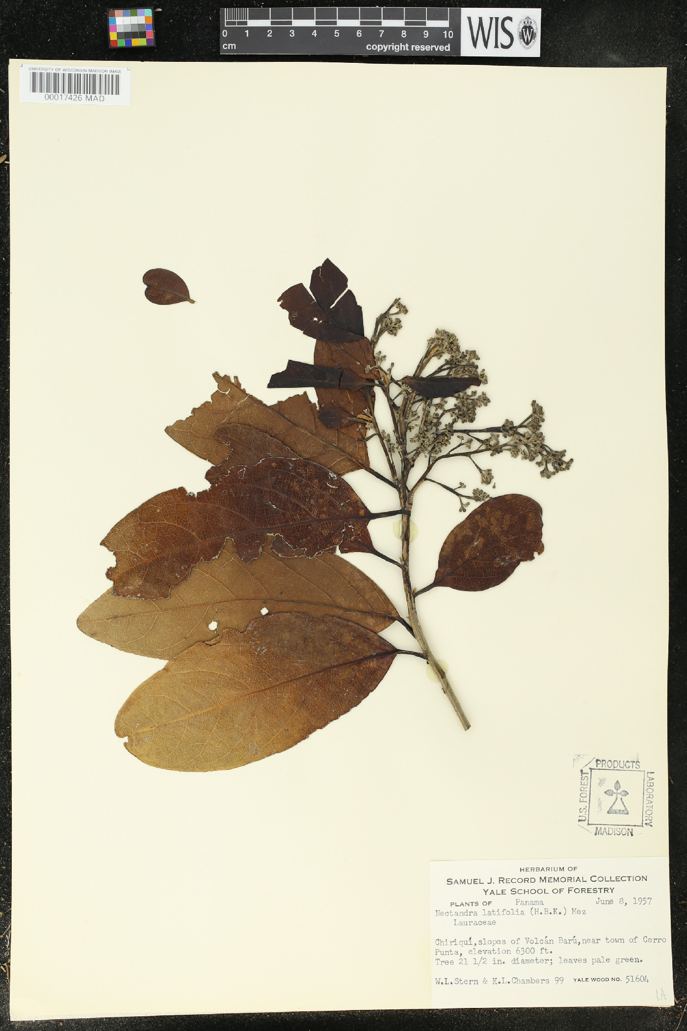 Nectandra latifolia image