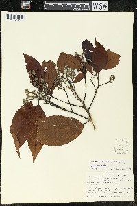 Nectandra latifolia image
