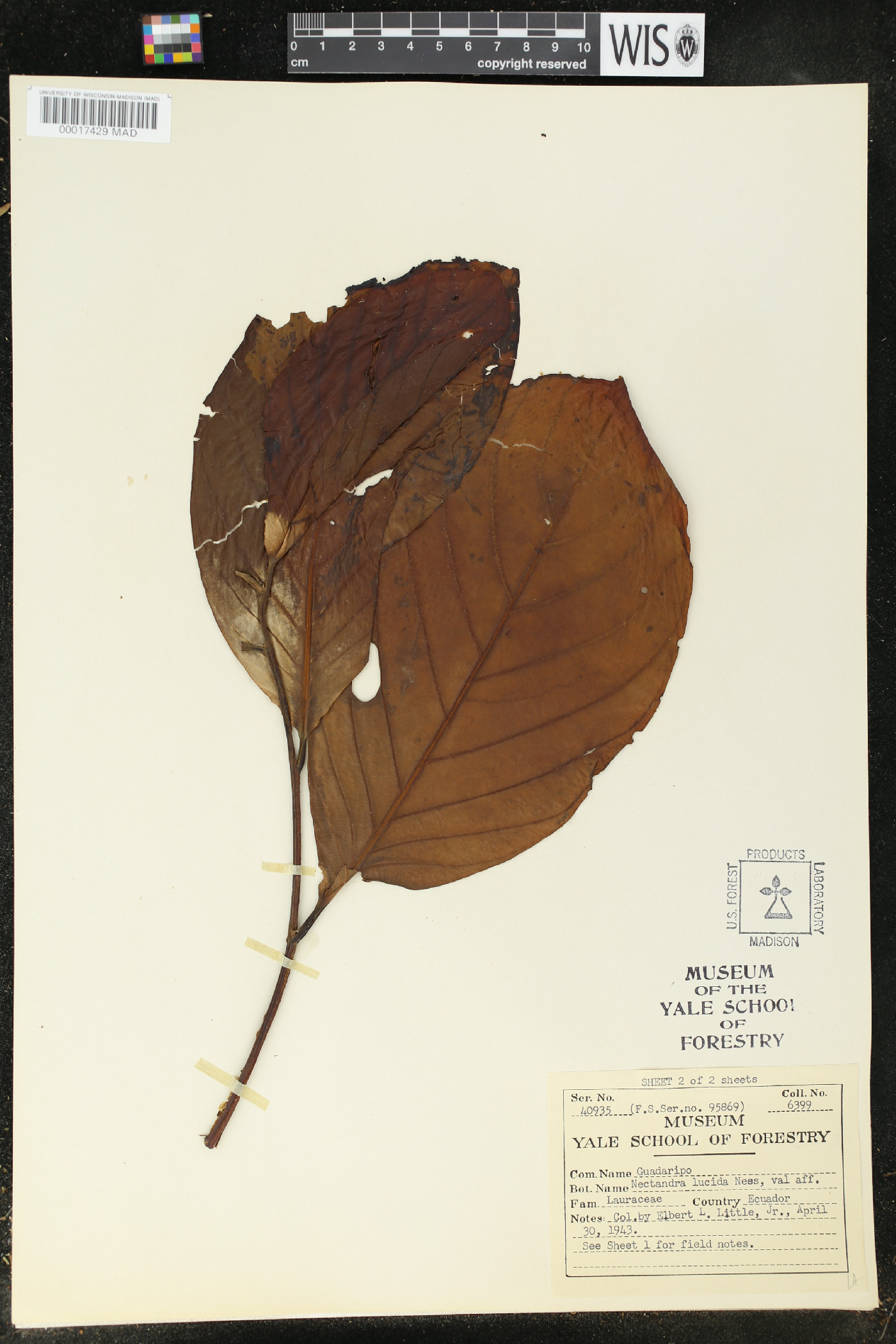 Endlicheria paniculata image