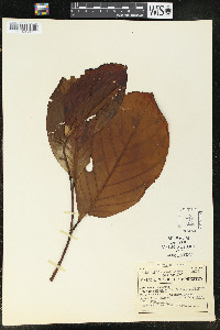 Endlicheria paniculata image