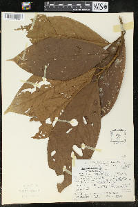 Ocotea sinuata image