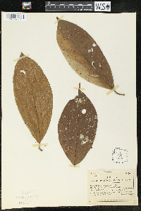 Ocotea sinuata image