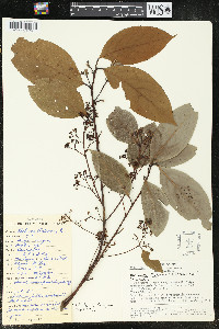 Nectandra turbacensis image