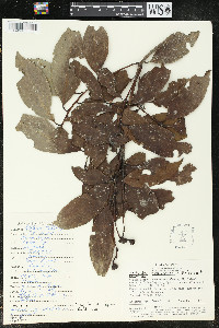 Nectandra turbacensis image