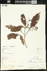 Nectandra turbacensis image