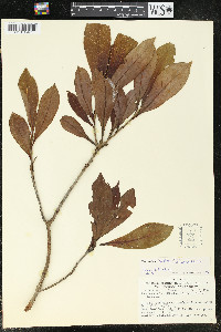 Media resource of Nectandra whitei