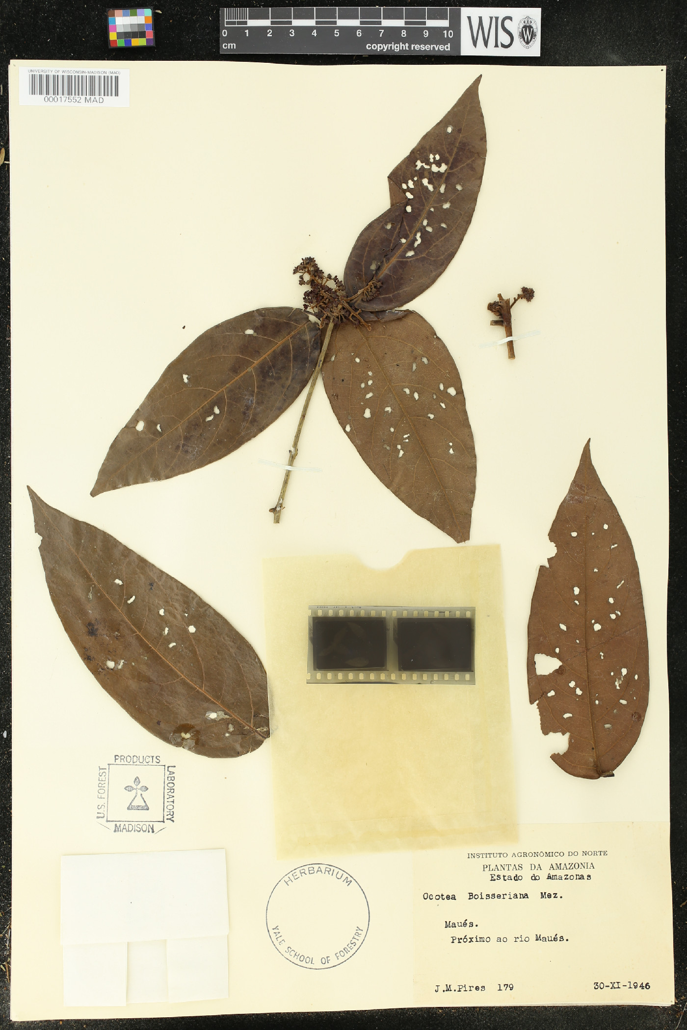 Ocotea boissieriana image