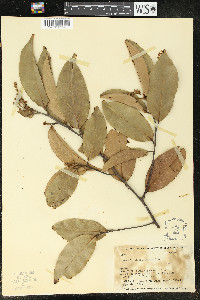 Ocotea bracteosa image