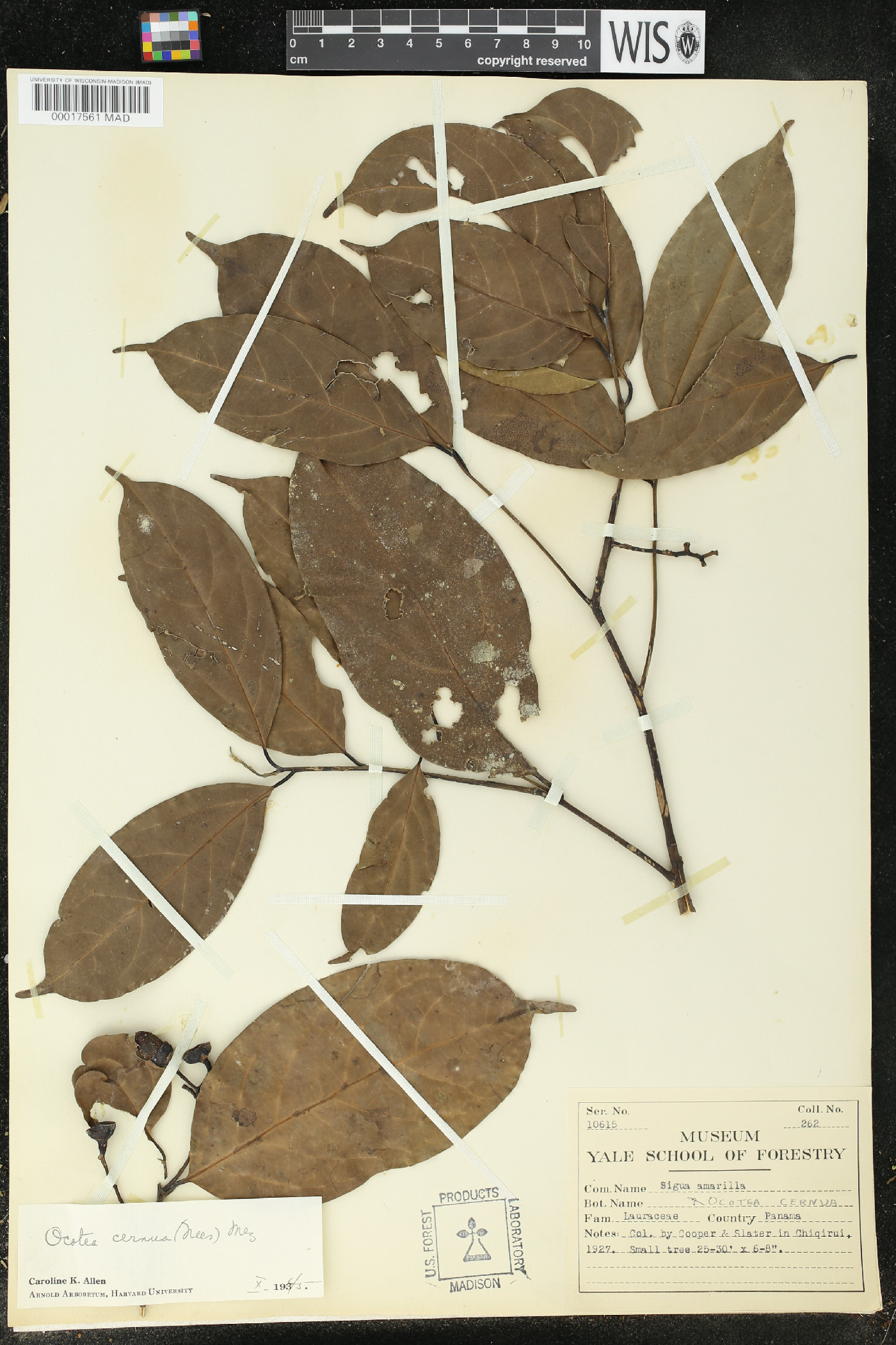 Ocotea cernua image
