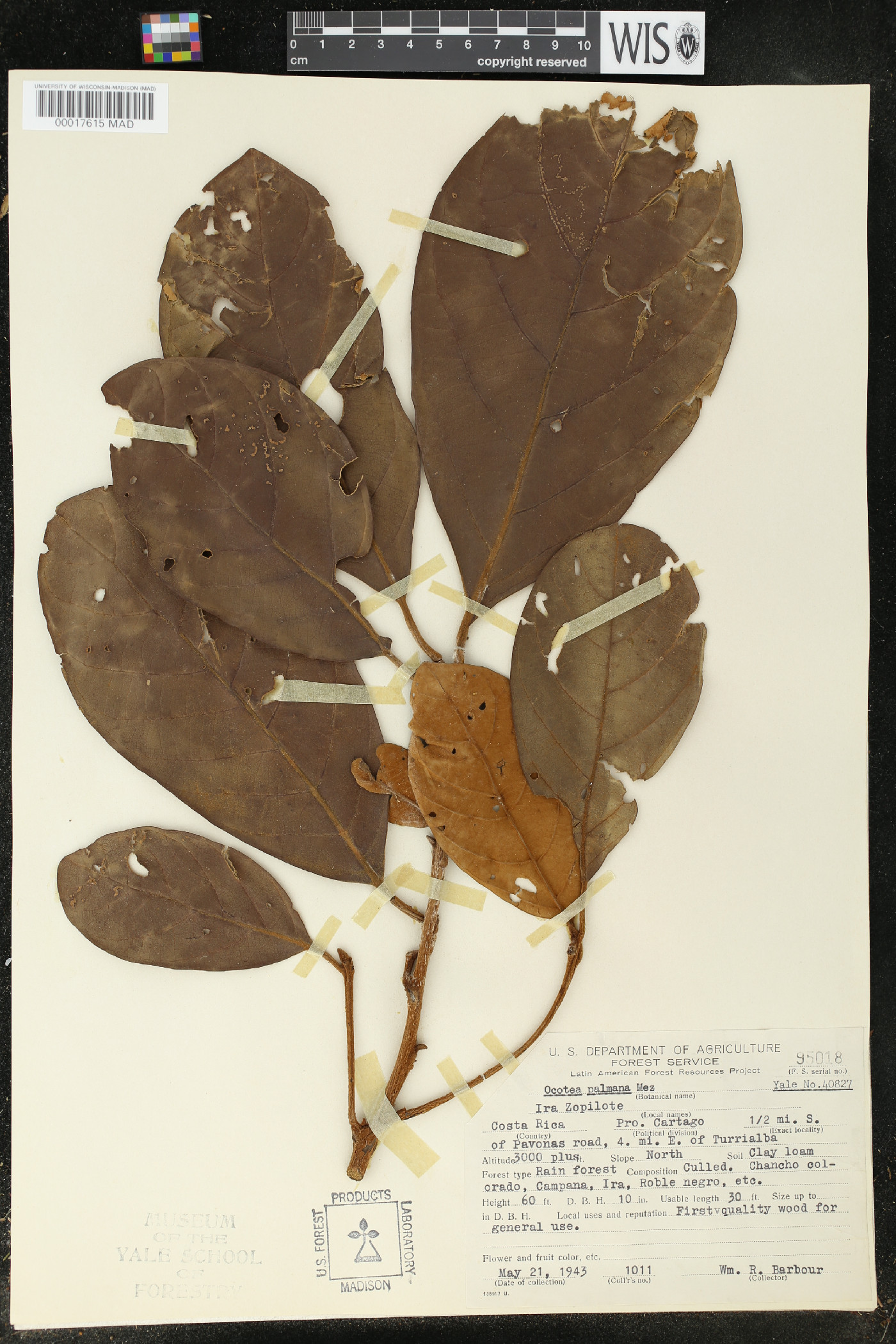 Pleurothyrium palmanum image
