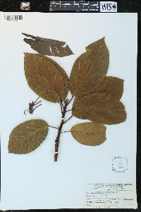 Persea americana image