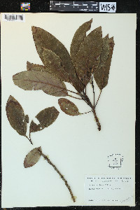 Persea americana image