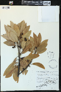 Persea palustris image