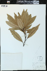 Persea palustris image