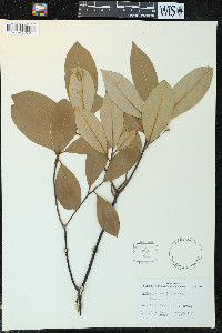 Persea borbonia image