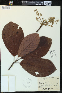 Persea americana image