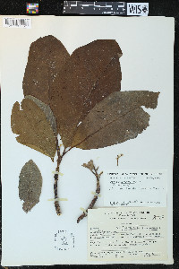 Persea americana image