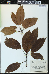 Persea americana image