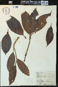 Image of Pleurothyrium marginale