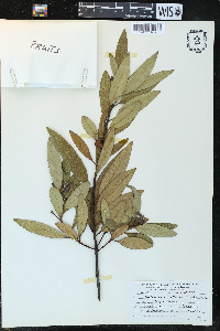 Umbellularia californica image