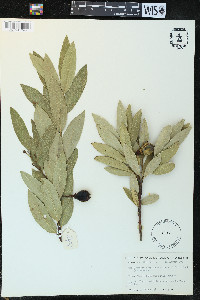 Umbellularia californica image