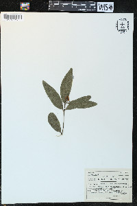 Umbellularia californica image