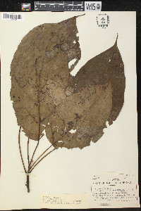 Hernandia sonora image